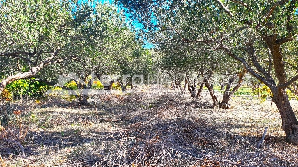 Ruhe, Olivenbäume und Meerblick in der Nähe von Šibenik – 2.808 m² mit Haus und Brunnen