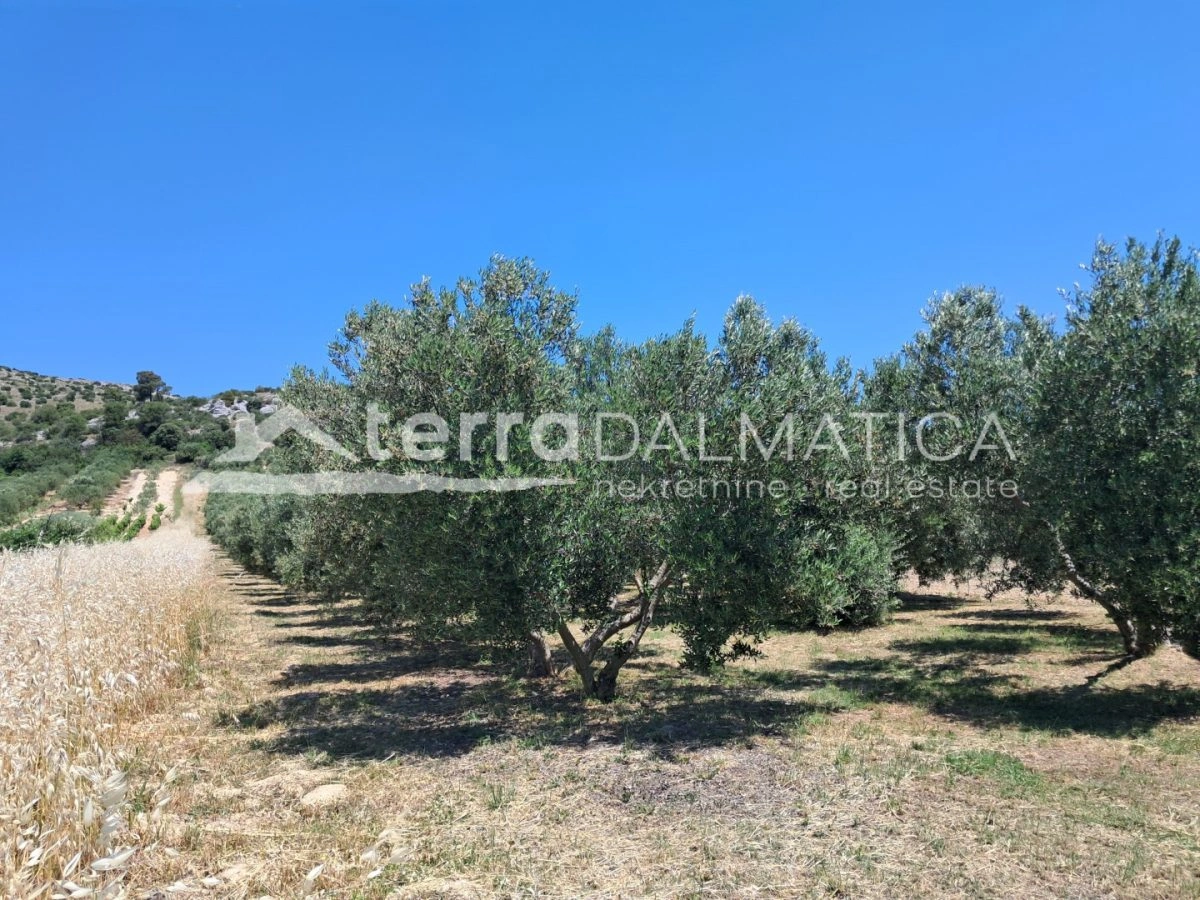 Olivenhain in der Nähe von Šibenik