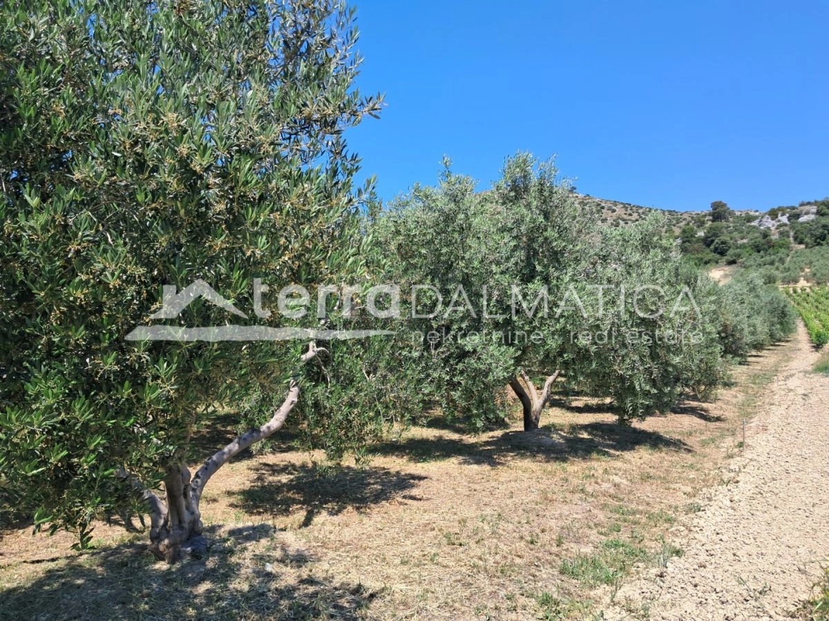 Olivenhain in der Nähe von Šibenik